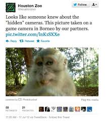 The Mischievous Monkey Selfie Best Selfies Funny Houston Zoo