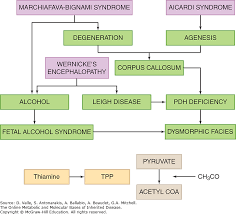 Lactic Acidemia Disorders Of Pyruvate Carboxylase And