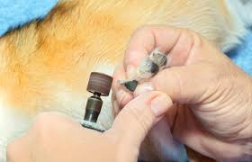 And if your dog won't let you cut their nails, grinding is a good way to trim them without clippers. Using A Dog Nail Grinder Lovetoknow