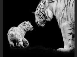 En Noir Et Blanc Portraits D Animaux Menaces Animaux Menaces Animaux Et Animaux Noir Et Blanc