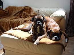 Why Do Boxer Dogs Sit On Each Other Or Sit On You Boxer Dog Info And Health Tips