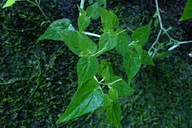 Image result for Peperomia fernandopoiana