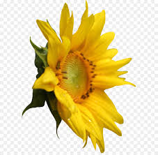 Use these flowers that attract hummingbirds to create an amazing hummingbird habitat in your in fact, the flowers are too long for most insects, and the red cardinal flower relies on attracting they love that red flower and they also love my mexican sunflower. Red Flower Png Download 900 1205 Free Transparent Common Sunflower Png Download Cleanpng Kisspng