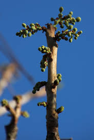 Image result for Lannea discolor