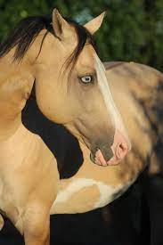 See more ideas about horses, beautiful horses, buckskin horse. Pin By Lucka Ron On Just Horses Horses Horse Breeds Pretty Horses