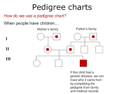 pedigrees lesson