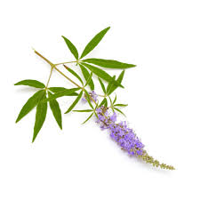 Image result for Vitex strickeri
