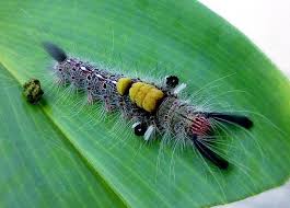 Rock N Roll Hairy Caterpillar Caterpillar Weird Animals Moth Caterpillar