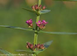 Image result for Ammannia auriculata