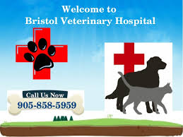 Check spelling or type a new query. 24 Hours Emergency Animal Hospital Mississauga