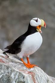 Horned Puffin Fratercula Corniculata Pribilof Islands Alaska Wild Birds Photography Nature Birds Puffins Bird