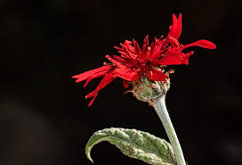 Image result for Erythrocephalum