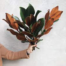 Magnolia Foliage Winter Flowers Flower Illustration Magnolia Leaves Wedding
