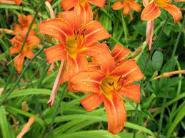 Blooms in midsummer and again later in the season, then goes dormant during winter. Orange Daylily Tawny Daylily Tiger Daylily Or Ditch Daylily Hemerocallis Fulva Full Sun Plant When Day Lilies Flowers Perennials Perennial Garden Design
