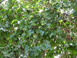 Image result for Strychnos gossweileri