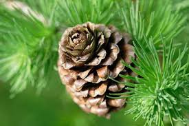 How Do Non-Flowering Plants Reproduce? | LoveToKnow