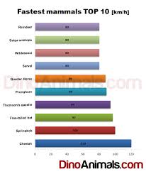 The Fastest Mammals Top 10 Dinoanimals Com