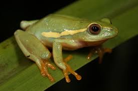 Black And Yellow Frog Australia Beautiful Reed Frogs Of The Kzn Midlands Frog Funny Frogs Tree Frogs