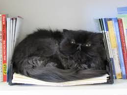 Madison companion animal hospital is a family owned business. East Towne Pet Clinic Veterinary Care Luxury Boarding Grooming And Small Dogs Doggie Daycare