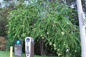 Image result for Galpinia transvaalica
