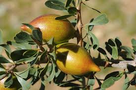 Image result for Sapotaceae