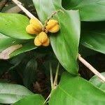 Image result for Trachyphrynium braunianum