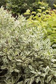 Variegated plants have leaves with streaks and blotches of different colours. Pin On Winter Plants