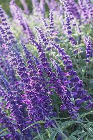 Bees, like many insects, see from approximately 300 to 650 nm. Top 10 Herbs That Attract Bees Bee Friendly Herbs To Grow