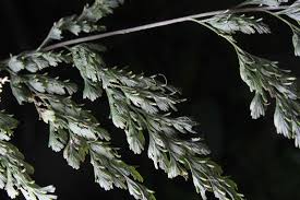 Image result for Trichomanes crispiforme