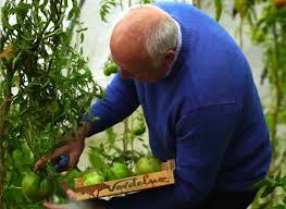 Potager Faire Murir Les Dernieres Tomates Potager Jardin De Legumes Tomates