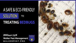 Below is all the information you need to deal with. Who Treats Bed Bugs In My Area