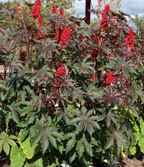 Image result for Ricinus communis