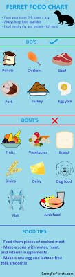 What Do Ferrets Eat Ferret Food Chart Ferret Baby