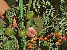 Comment Faire Murir Les Fruits Du Verger Jardin Potager Idees Jardin Jardins