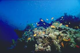 اكتشاف 30 نوعا جديدا من الأحياء البحرية في محمية جالاباجوس بالإكوادور بوابة الأهرام