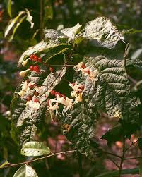 Image result for Clerodendrum
