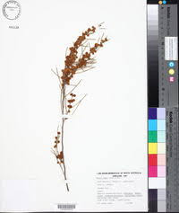 Image result for Acacia rovumae