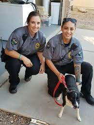 Animal Control | City Of Avondale