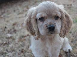 With big floppy ears and doe eyes, the cocker spaniel puppy can melt even the toughest of hearts. Cocker Spaniel Puppies Petland Montgomery