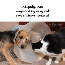 Dog Haiku Dog Poetry Dogs Cone Of Shame