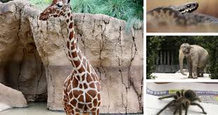 What is the largest species of animal? 33 Animal Pub Quiz Questions To Test Your Knowledge Of The Natural World Gloucestershire Live
