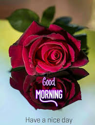 Image of good morning sweet tulip flowers for facebook free download pic. Good Morning Beautiful Images Flowers Red Roses Beautiful Flowers Wallpapers