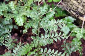 Image result for Didymochlaena