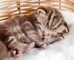 How to care for your new kitten. How Much Do Kittens Sleep K H Pet Products