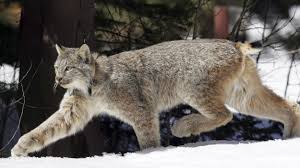 We looked at lynx fitness' pricing for one or more popular products within its industry, then compared lynx fitness' prices vs. Lynx Live In A Small Part Of Available Washington Habitat Study Finds The Spokesman Review