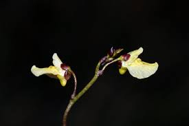 Image result for Utricularia appendiculata