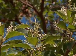 Image result for Terminalia phanerophlebia