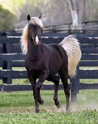 chocolate palomino due to the silver dapple gene by bruceski ausgestopftes tier pferde tiere