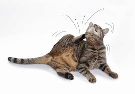 Contact dermatitis is a dermatitis that occurs in response to exposure to an irritant or allergenic substance. What Is Feline Miliary Dermatitis Vet Explains Pets