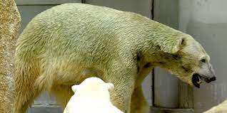 What does a sloth bear mean in a dream mean? What Color Is Polar Bear Fur